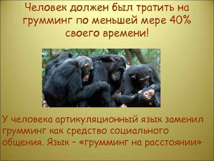 Человек должен был тратить на грумминг по меньшей мере 40% своего времени! У человека