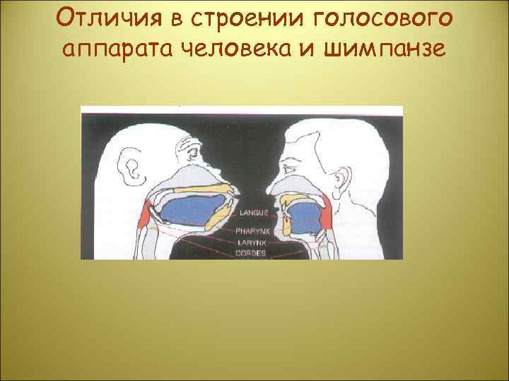 Отличия в строении голосового аппарата человека и шимпанзе 