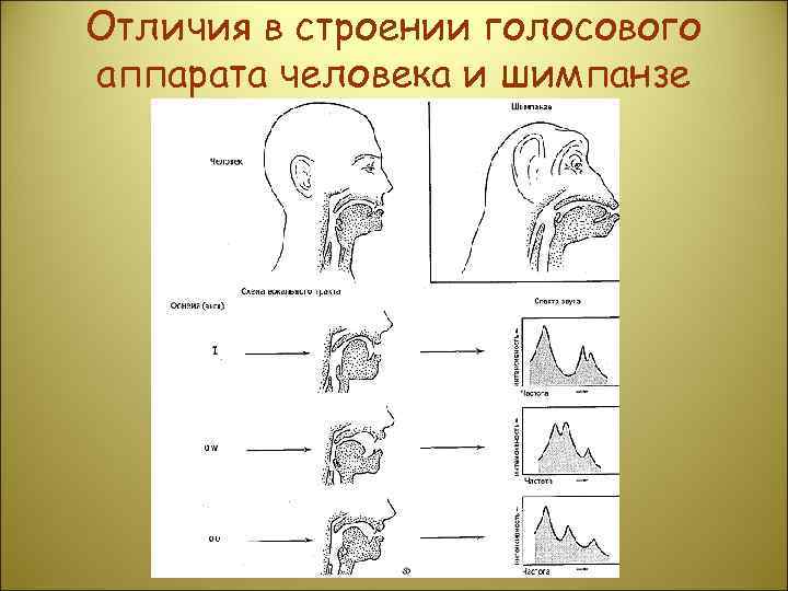 Отличия в строении голосового аппарата человека и шимпанзе 