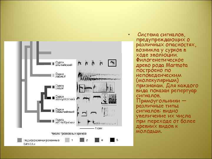  • Система сигналов, предупреждающих о различных опасностях, возникла у сурков в ходе эволюции.