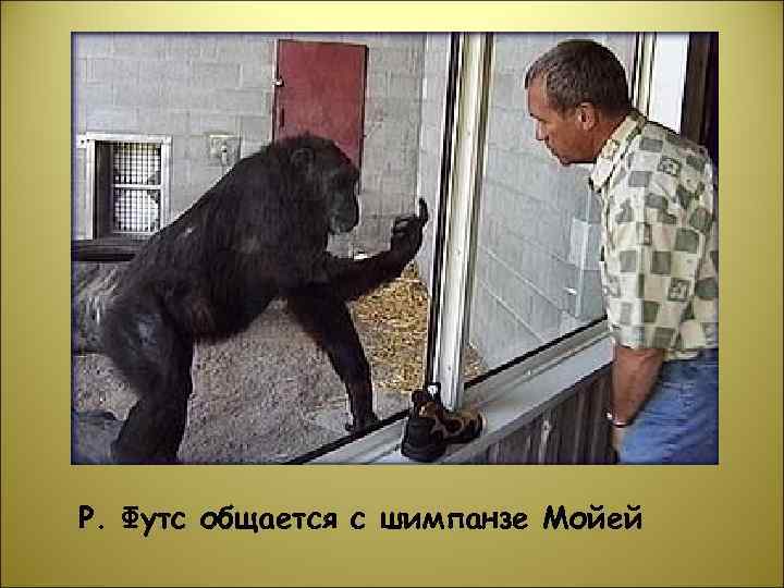 Р. Футс общается с шимпанзе Мойей 