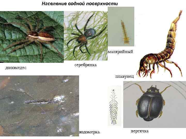 Население водной поверхности малярийный доломедес серебрянка плавунец водомерка вертячка 