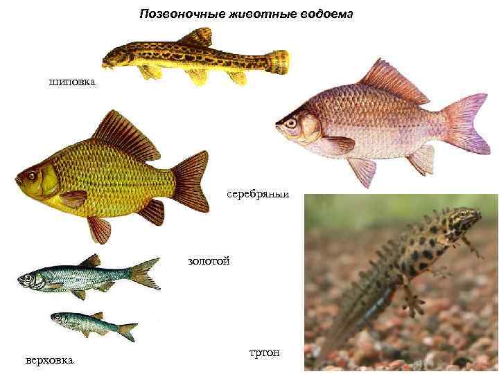 Позвоночные животные водоема шиповка серебряный золотой верховка тртон 