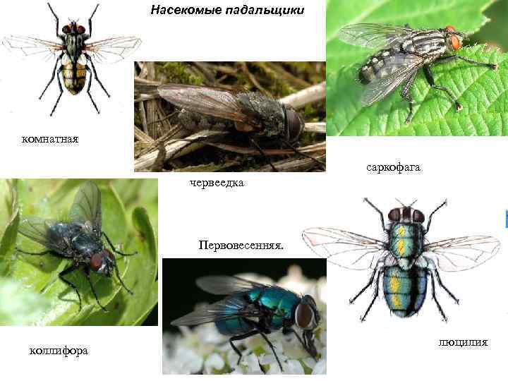 Насекомые падальщики комнатная саркофага червеедка Первовесенняя. коллифора люцилия 