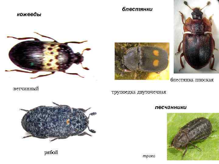 блестянки кожееды блестянка плоская ветчинный трупоедка двуточечная песчанники рябой трокс 