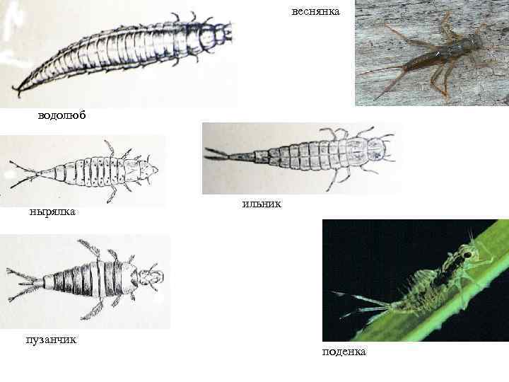 веснянка водолюб нырялка пузанчик ильник поденка 
