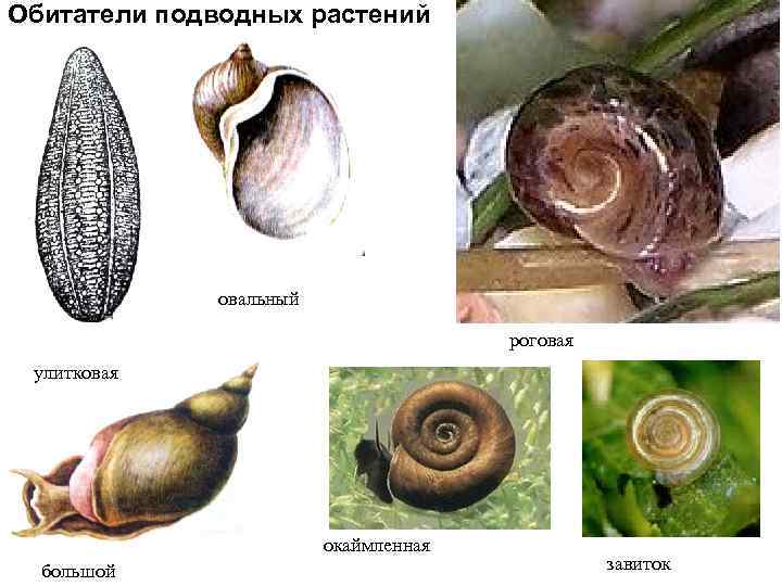 Обитатели подводных растений овальный роговая улитковая окаймленная большой завиток 