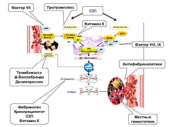 Фактор VII Протромплекс СЗП Витамин К Фактор VIII, IX Антифибринолитики Тромбомасса ф. Виллебранда Десмопрессин