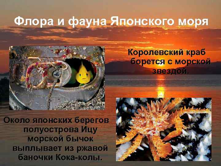 Характеристика японского моря по плану 9 класс