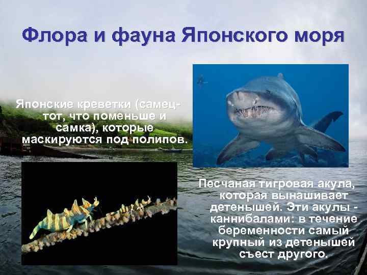 Японское море проект