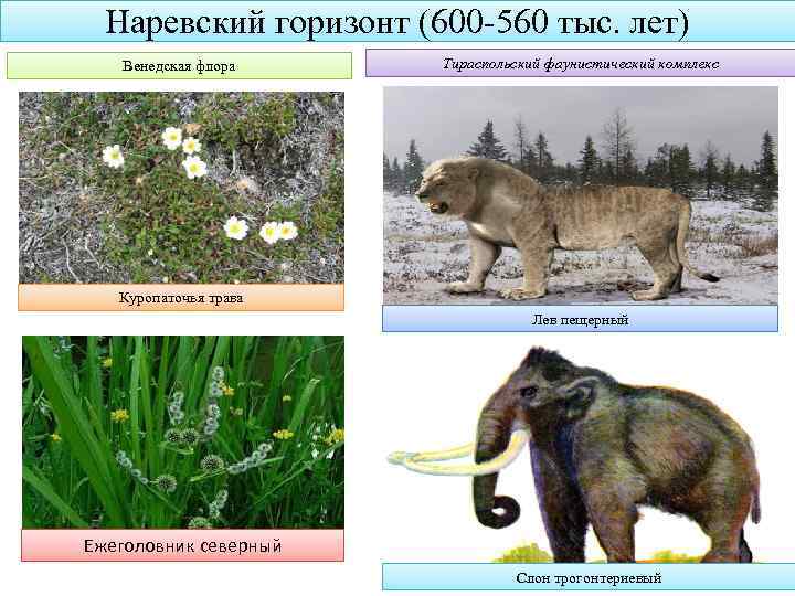 Наревский горизонт (600 -560 тыс. лет) Венедская флора Тираспольский фаунистический комплекс Куропаточья трава Лев