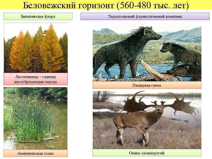 Беловежский горизонт (560 -480 тыс. лет) Беловежская флора Лиственница – главная лесообразующая порода Американская