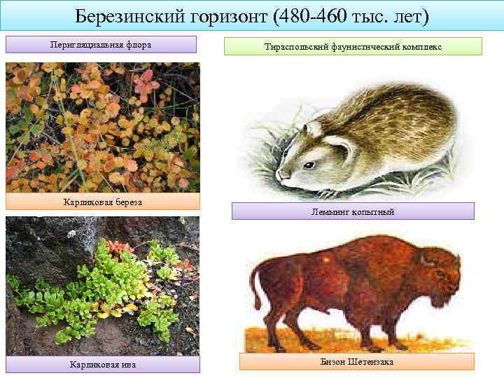 Березинский горизонт (480 -460 тыс. лет) Перигляциальная флора Карликовая береза Карликовая ива Тираспольский фаунистический