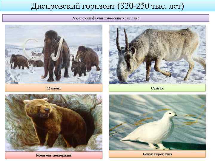Днепровский горизонт (320 -250 тыс. лет) Хазарский фаунистический комплекс Мамонт Сайгак Медведь пещерный Белая
