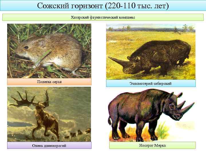 Сожский горизонт (220 -110 тыс. лет) Хазарский фаунистический комплекс Полевка серая Олень длиннорогий Эласмотерий