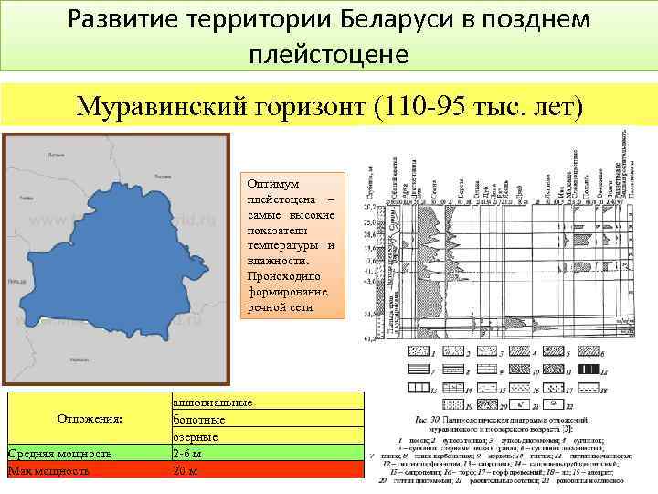 Развитие территории Беларуси в позднем плейстоцене Муравинский горизонт (110 -95 тыс. лет) Оптимум плейстоцена