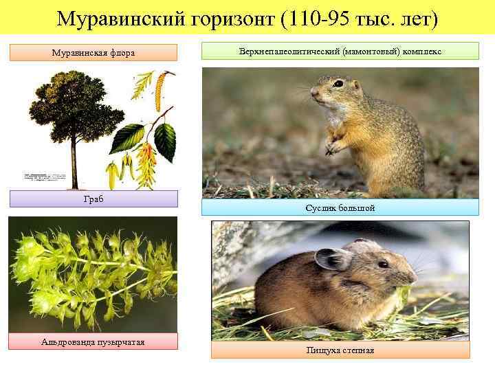 Муравинский горизонт (110 -95 тыс. лет) Муравинская флора Граб Альдрованда пузырчатая Верхнепалеолитический (мамонтовый) комплекс