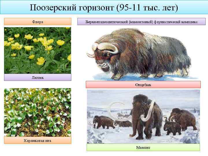 Поозерский горизонт (95 -11 тыс. лет) Флора Верхнепалеолитический (мамонтовый) фаунистическй комплекс Лютик Овцебык Карликовая