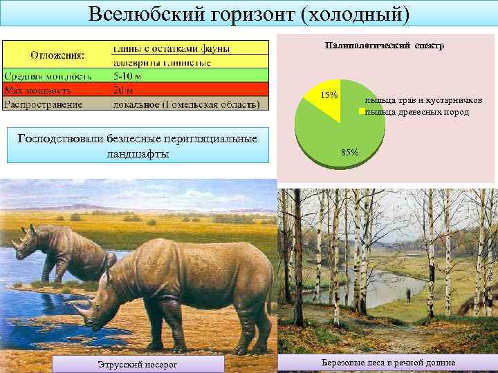 Вселюбский горизонт (холодный) Палинологический спектр 15% Господствовали безлесные перигляциальные ландшафты Этрусский носорог пыльца трав