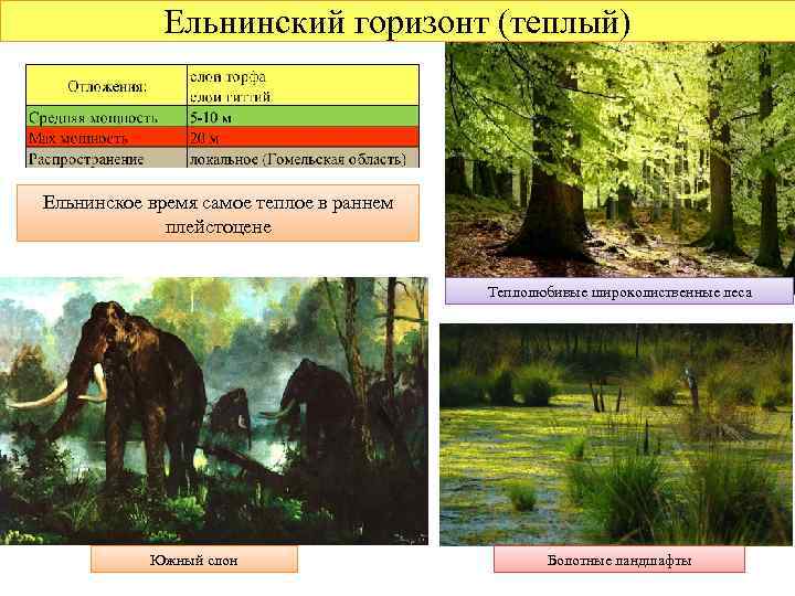 Ельнинский горизонт (теплый) Ельнинское время самое теплое в раннем плейстоцене Теплолюбивые широколиственные леса Южный