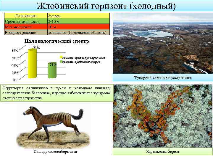 Жлобинский горизонт (холодный) Палинологический спектр 80% 75% 60% 40% 38% пыльца трав и кустарничков