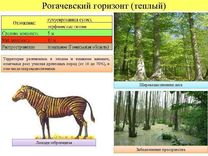 Рогачевский горизонт (теплый) Территория развивалась в теплом и влажном климате, отмечался рост участия древесных