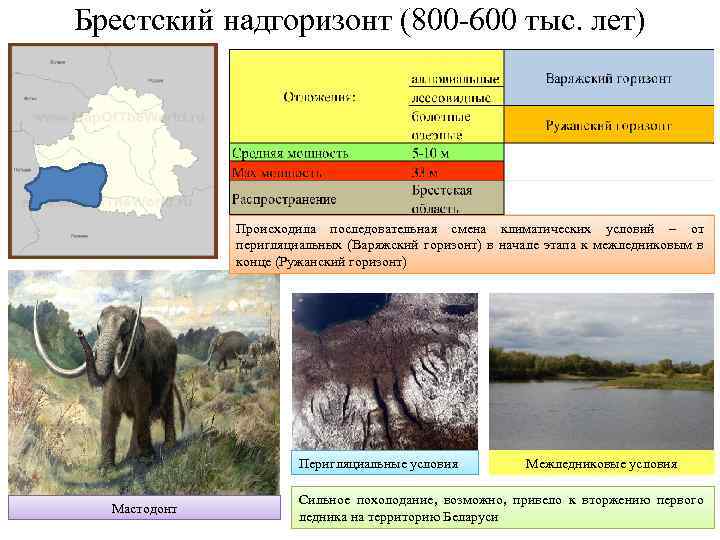 Брестский надгоризонт (800 -600 тыс. лет) Происходила последовательная смена климатических условий – от перигляциальных