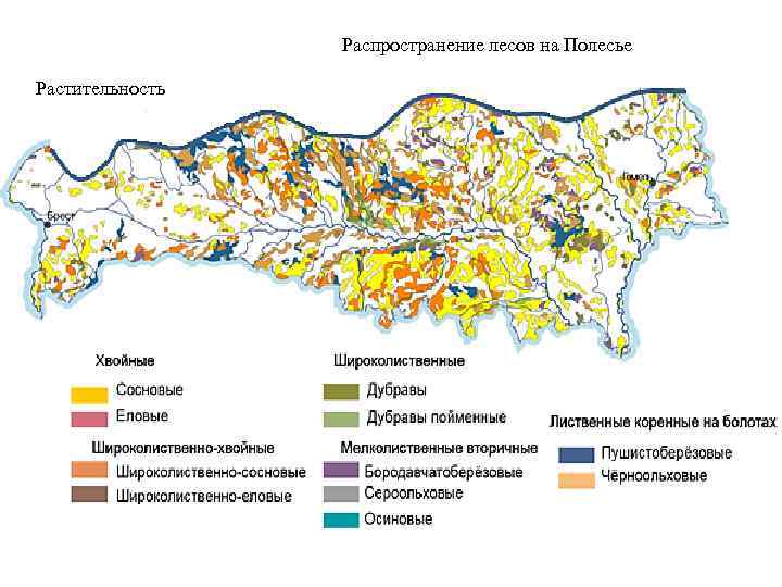 Распространение лесов на Полесье Растительность 