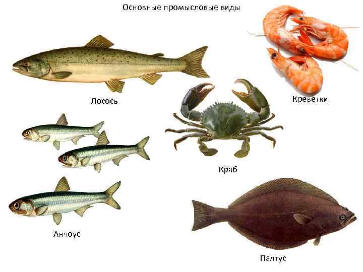 Основные промысловые виды Креветки Лосось Краб Анчоус Палтус 