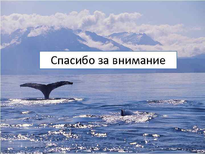 Спасибо за внимание 