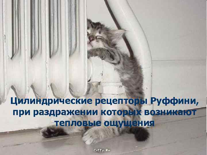 Цилиндрические рецепторы Руффини, при раздражении которых возникают тепловые ощущения 