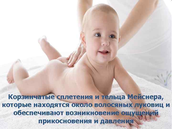 Корзинчатые сплетения и тельца Мейснера, которые находятся около волосяных луковиц и обеспечивают возникновение ощущений