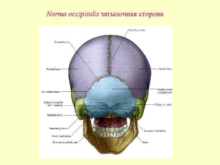 Где находятся затылочные бугры у человека фото