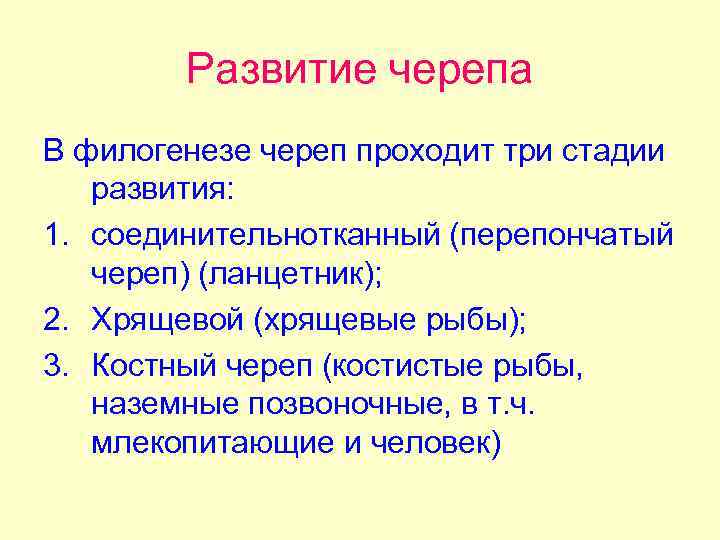 Развитие черепа В филогенезе череп проходит три стадии развития: 1. соединительнотканный (перепончатый череп) (ланцетник);