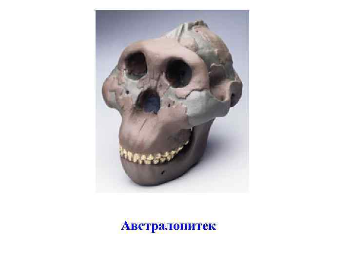 Австралопитек 