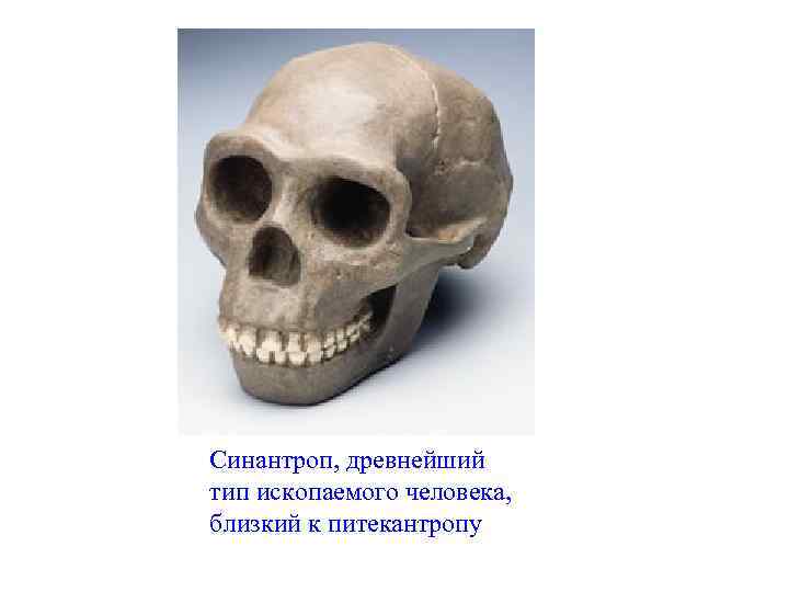 Синантроп, древнейший тип ископаемого человека, близкий к питекантропу 