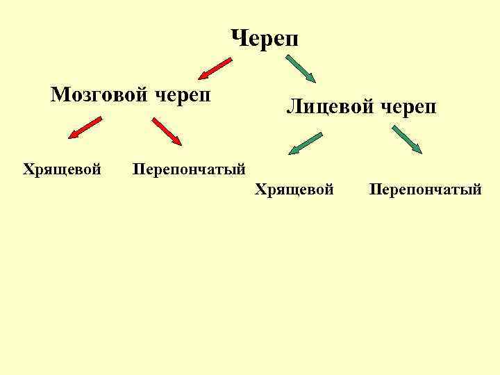 Череп Мозговой череп Хрящевой Лицевой череп Перепончатый Хрящевой Перепончатый 