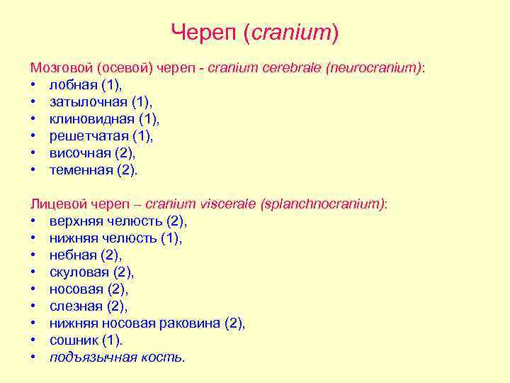 Череп (cranium) Мозговой (осевой) череп - сranium cerebrale (neurocranium): • лобная (1), • затылочная