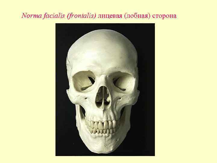 Norma facialis (frontalis) лицевая (лобная) сторона 