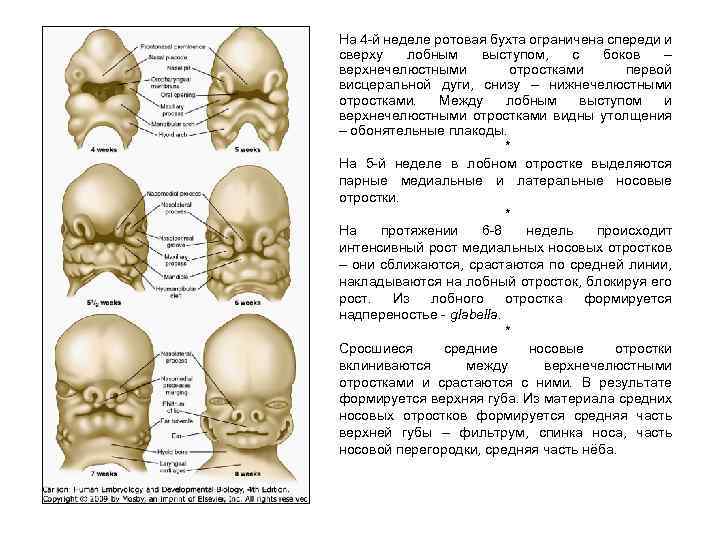 На 4 -й неделе ротовая бухта ограничена спереди и сверху лобным выступом, с боков