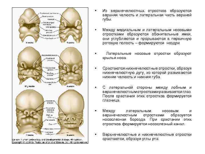  • Из верхнечелюстных отростков образуются верхняя челюсть и латеральная часть верхней губы. •