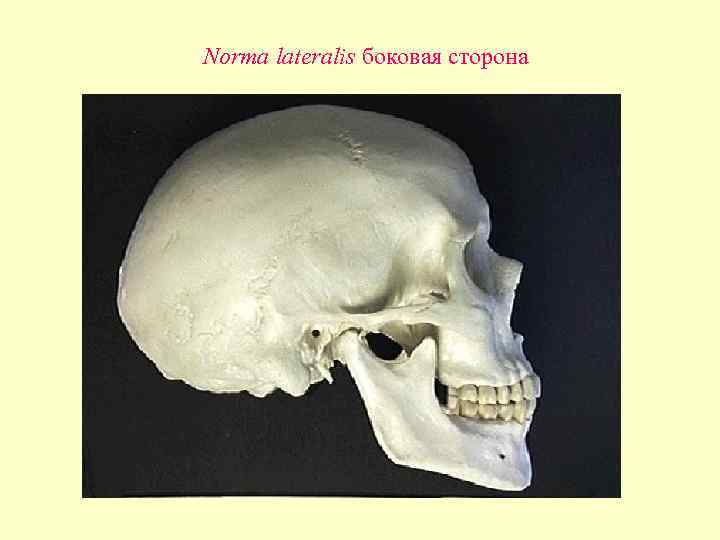 Norma lateralis боковая сторона 