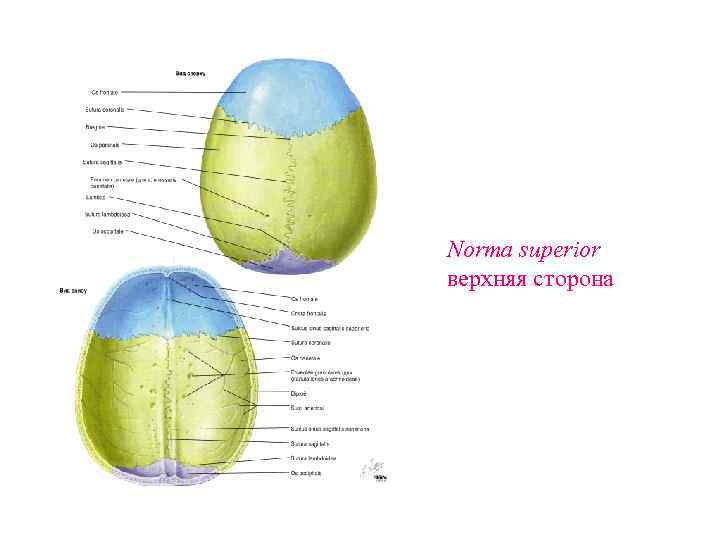 Norma superior верхняя сторона 