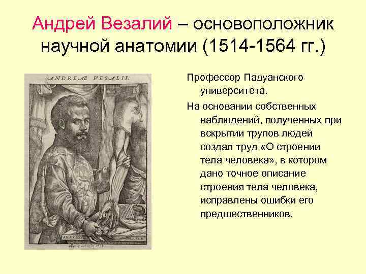 Андрей Везалий – основоположник научной анатомии (1514 -1564 гг. ) Профессор Падуанского университета. На