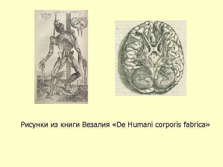 Рисунки из книги Везалия «De Humani corporis fabrica» 