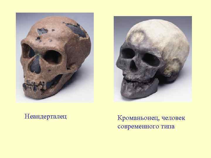 Неандерталец Кроманьонец, человек современного типа 