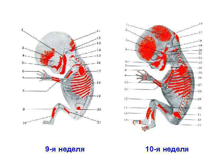 9 -я неделя 10 -я неделя 
