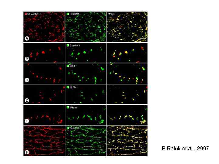 P. Baluk et al. , 2007 
