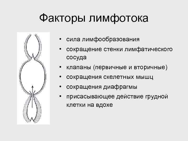 Факторы лимфотока • сила лимфообразования • сокращение стенки лимфатического сосуда • клапаны (первичные и