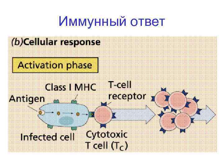 Иммунный ответ 
